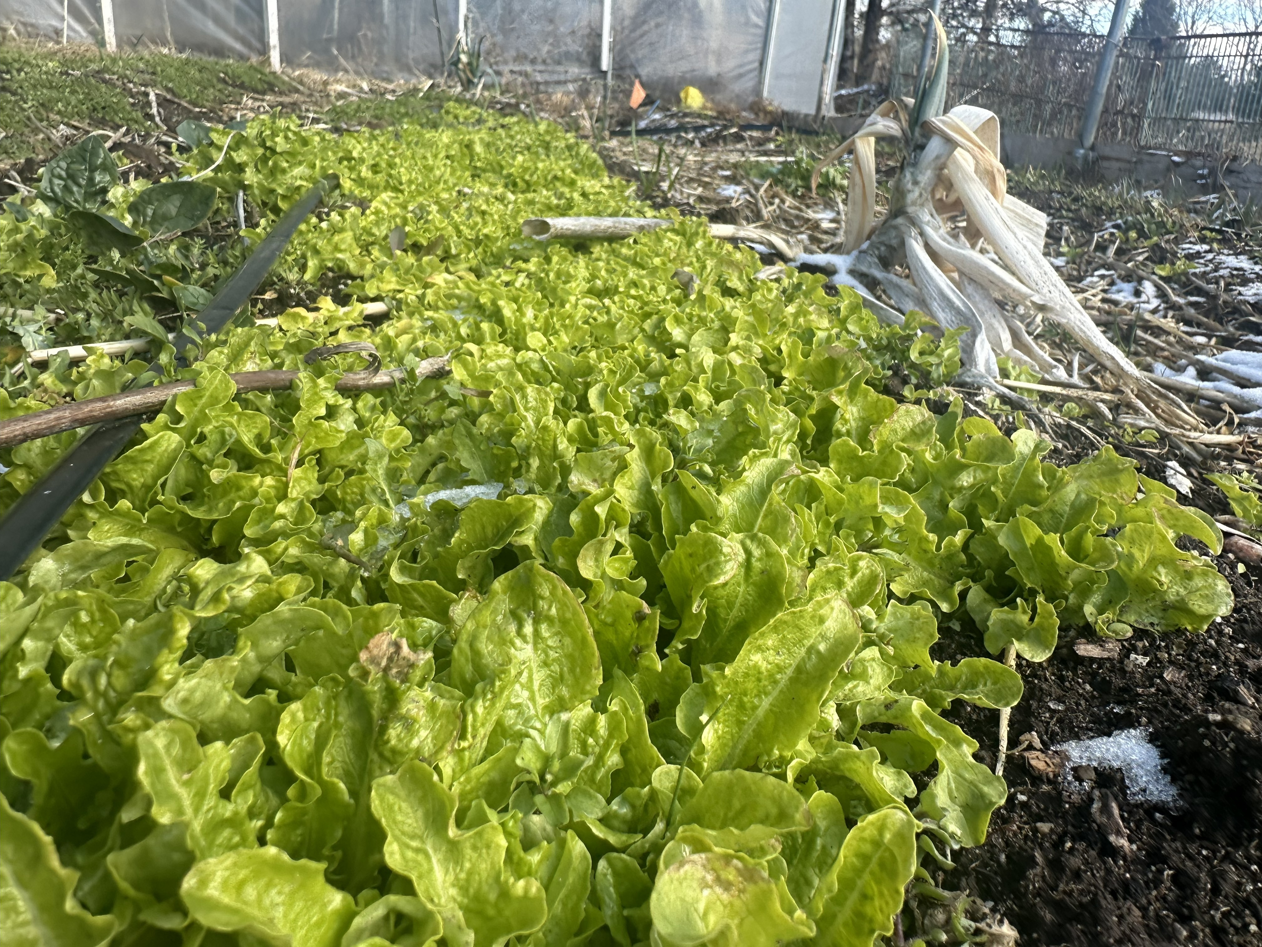 Spring has sprung at last!